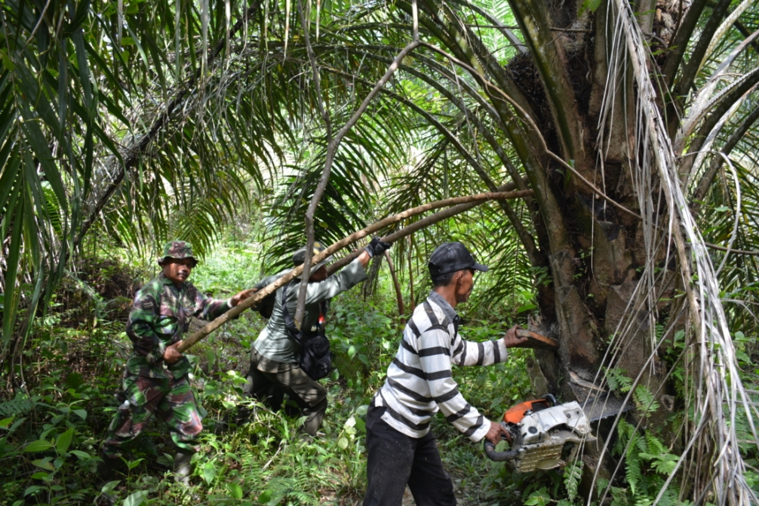tnbt